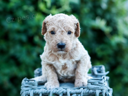 �t��ata Goldendoodle na prodej.