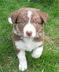 �t��ata Border kolie dva