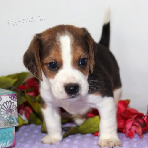 �t��ata Beagle jsou k dispozici a p�ipravena k prodeji.