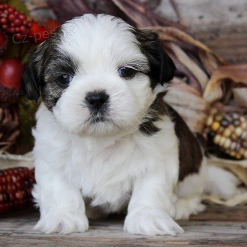 Prod�m �t��ata SHIH TZU