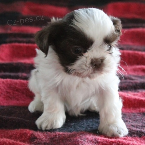 kr�sn� a zdrav� �t��ata SHIH TZU na prodej