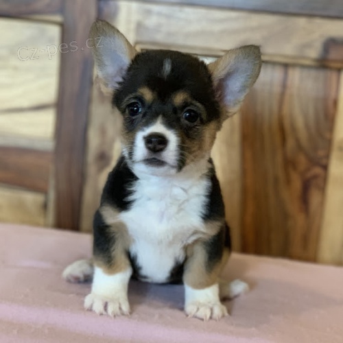 Prod�m �t��ata Pembroke Welsh Corgi.