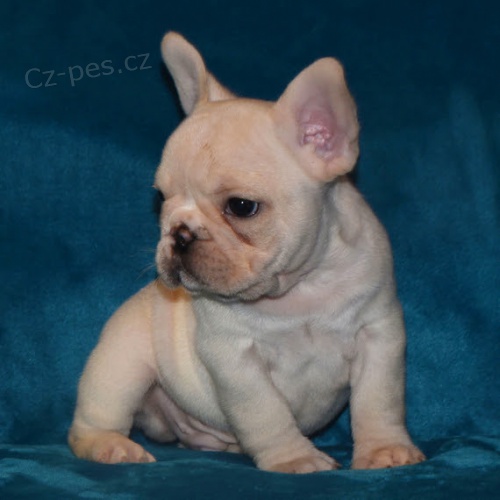 Prod�m ZDRAV� a O�KOVAN� �t��ata francouzsk�ho buldoka.