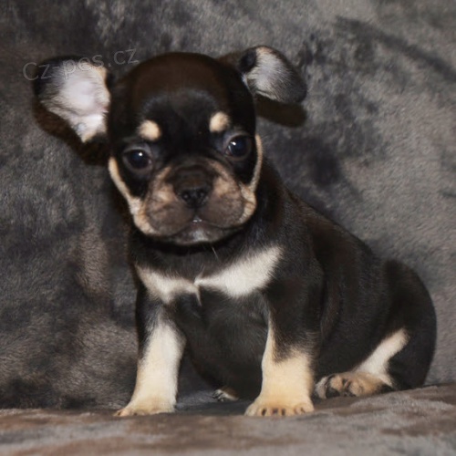 Prod�m �t��ata francouzsk�ho buldoka.