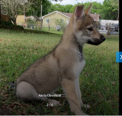 �eskoslovensk� Vl��k