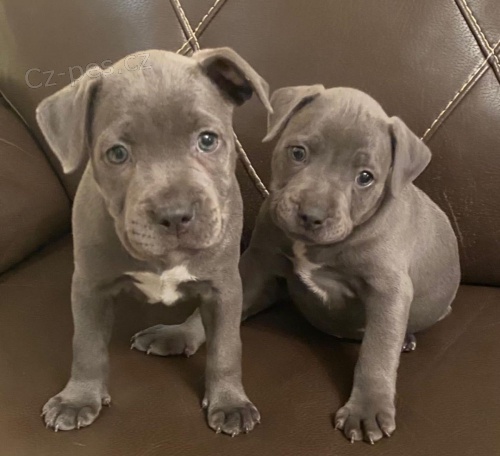 �t��ata staford��rsky bulteri�r