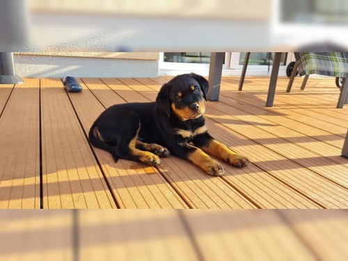 �t��ata rotvajlera