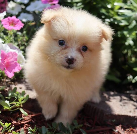 �t��ata Japonsk� �pic k dispozici