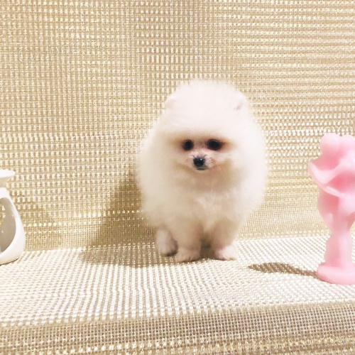 �t���tka italsk�ho volpina pro dobr� domov 