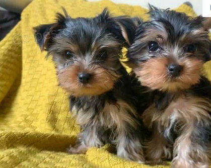 �t��ata Jork��rsk� teri�r k dispozici