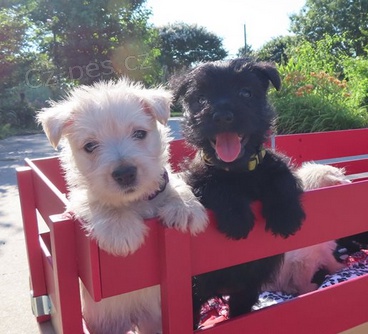 �t��ata skotsk�ho teri�r pro dobr� domov 