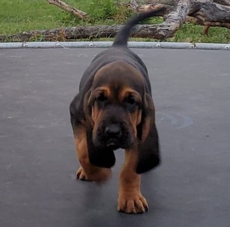 �t��ata Bloodhound pro dobr� domov 