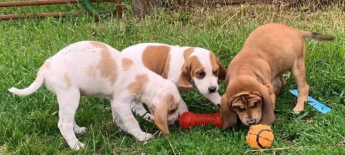 �t��ata Americk� Foxhound pro dobr� domov 