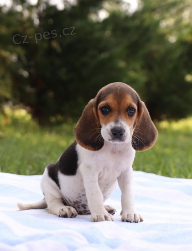 �t��ata Beagle pro dobr� domov