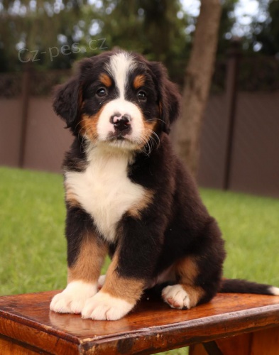 �t��ata Bernsk� sala�nick� pes pro dobr� domov