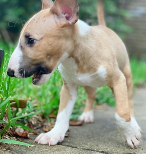 �t��ata Bullterrier pro dobr� domov