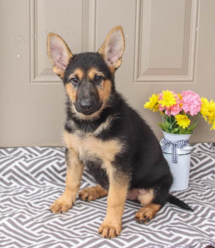 �t��ata N�meck� ov��k pro dobr� domov 