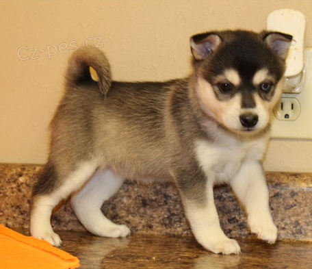 �t��ata Alja�sk� Klee Kai pro dobr� domov