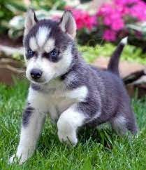 �t��ata seberian husky
