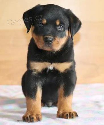 �t��ata rotvajlera