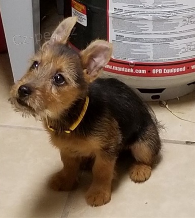 Australsk� teri�r �t��ata jsou p�ipravena k adopci a nov�m rodin�m.