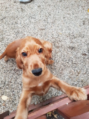 �t��ata anglick�ho kokr�pan�la pro nov� rodiny.