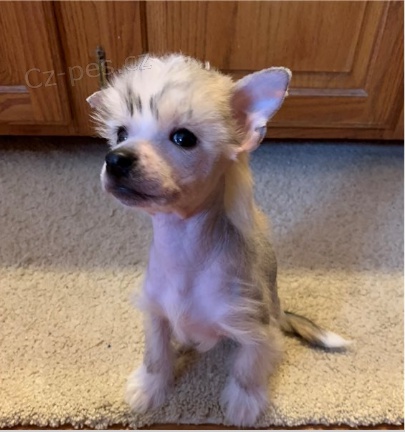 ��nsk� chocholat� �t��ata jsou p�ipravena na adopci a nov� rodiny.