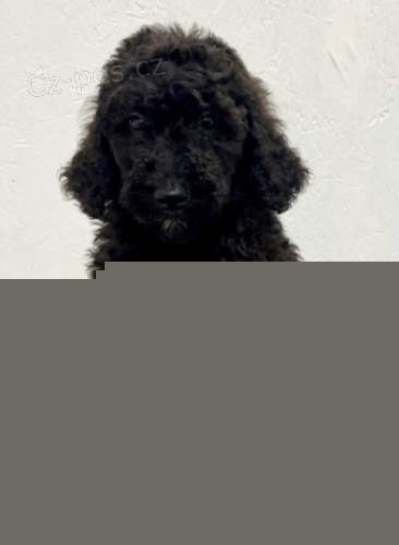 �t��ata pudl� jsou p�ipravena na nov� �t���tka.