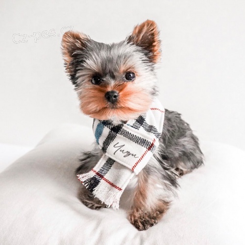 Yorkshire Terrier �t��ata k dispozici