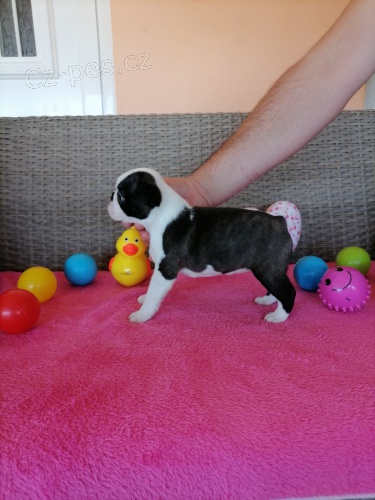 Bostonsk� teri�r �t��ata