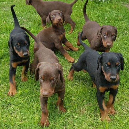 Doberman Pinscher �t�n� k dispozici