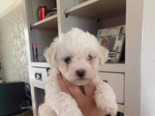 �t��ata Bichon Frise ***