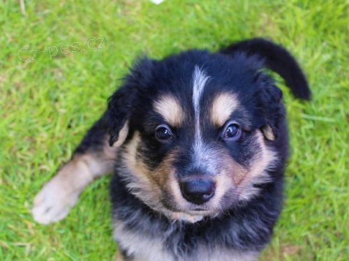 �t��ata bernsk�ch hor