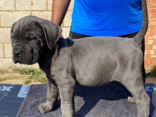 �t���tka Cane corso star� 8 t�dn�