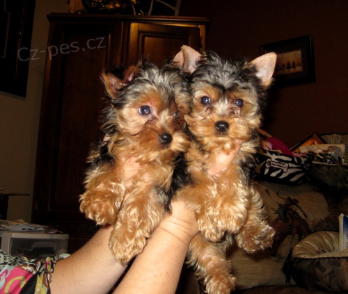 Prod�m kr�sn� miniaturn� �t��ata yorkshire teri�ra.