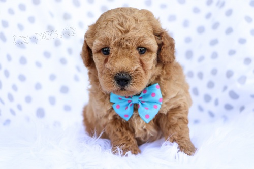 Prod�m rozko�n� �t���tka Bichon Poo.