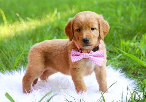 MINIATURN� �T��ATA LABRADOODLE na prodej.