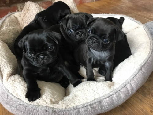 �ern� zdrav� kr�sn� �t��ata mopsl�ka k adopci.