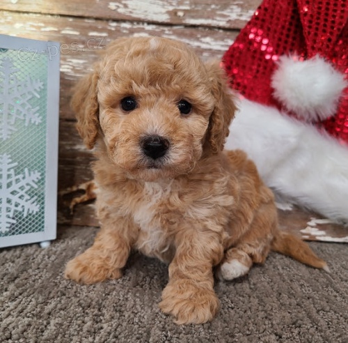 Prod�m zdrav� a kr�sn� �t��ata Bi�onka Poo a fenky.