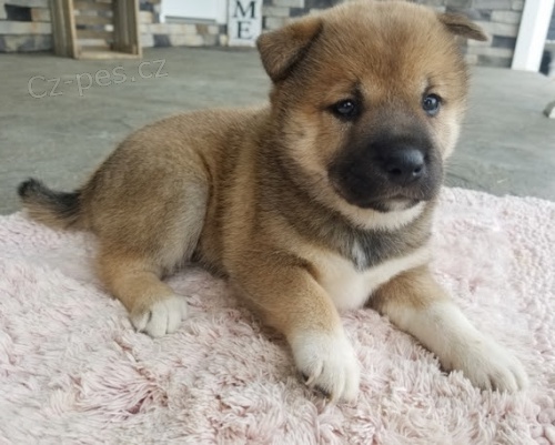 Prod�m �t��ata SHIBA INU