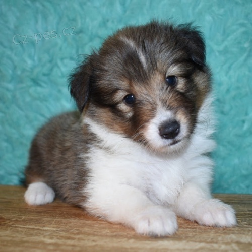 Prod�m kr�sn� a zdrav� �t��ata Australsk�ho ov��ka.