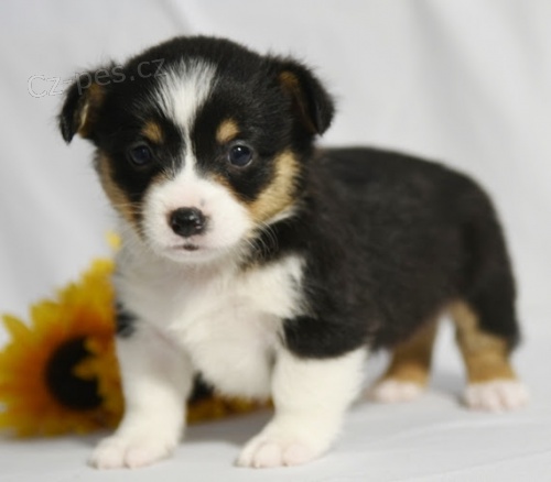 prodej and�lsk�ch �t��at Pembroke Welsh Corgi.