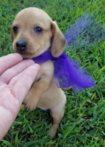 na prodej zdrav� �t��ata jezev��ka