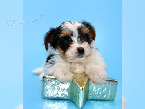 Jork��rsk� terier