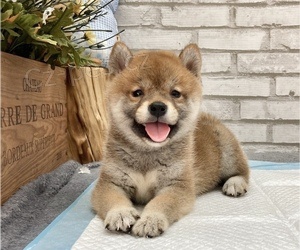 �t��ata shiba inu jsou nyn� k dispozici