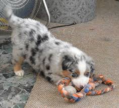 �t��ata americk�ho miniaturn�ho ov��ka