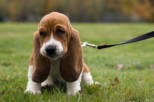 K dispozici jsou �t��ata artoissk�ho baseta( artoissk� basset )