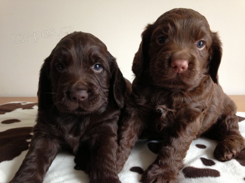 �t��ata (field spaniel )poln�ch �pan�l� velmi p��telsk� a miluj�c�, dobr� s ostatn�mi dom�c�mi mazl��ky a d�tmi
