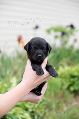 LABRADORSK� RETR�VR