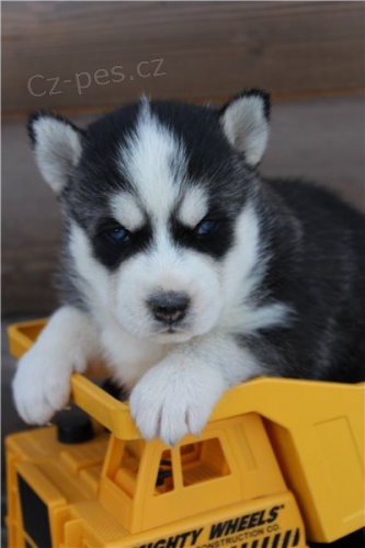 Roztomil� sibi�sk� husky �t��ata